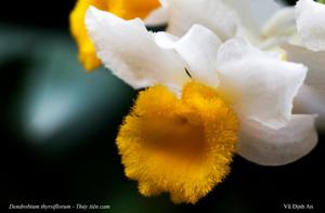 Dendrobium thyrsiflorum