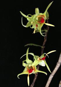 Dendrobium tobaense