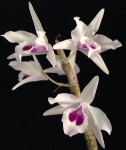 Dendrobium transparens