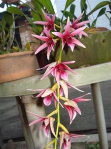 Dendrobium treacherianum