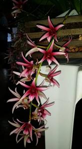 Dendrobium treacherianum