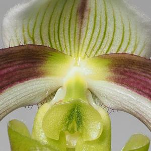 Paphiopedilum violascens