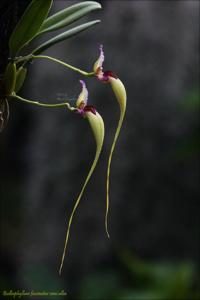 Bulbophyllum fascinator