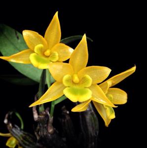 Dendrobium trigonopus