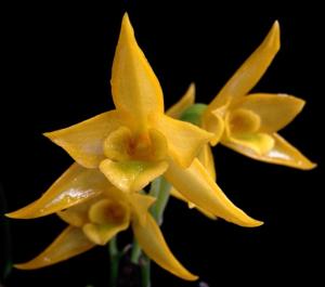 Dendrobium trigonopus