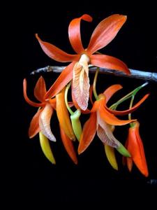 Dendrobium unicum