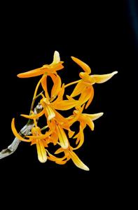 Dendrobium unicum