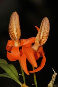 Dendrobium unicum