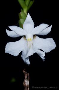 Dendrobium uniflorum