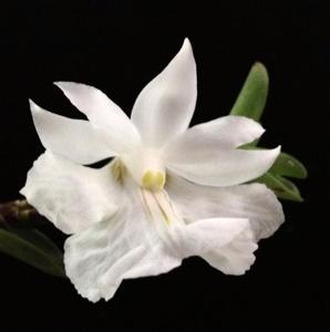 Dendrobium uniflorum