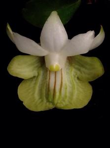 Dendrobium uniflorum