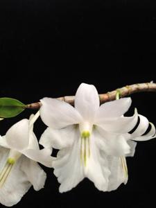 Dendrobium uniflorum