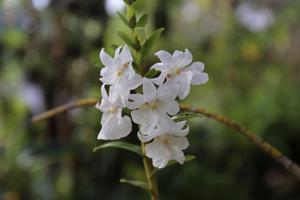 Dendrobium uniflorum