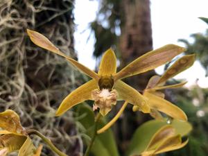 Dendrobium mirbelianum