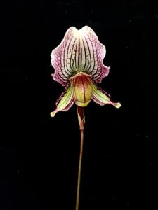 Paphiopedilum fairrieanum