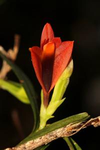 Dendrobium vexillarius