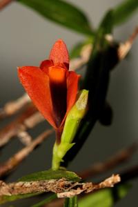 Dendrobium vexillarius