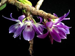 Dendrobium victoriae-reginae