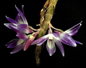 Dendrobium victoriae-reginae