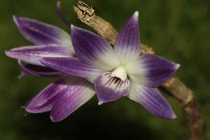 Dendrobium victoriae-reginae