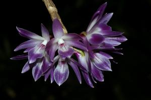 Dendrobium victoriae-reginae