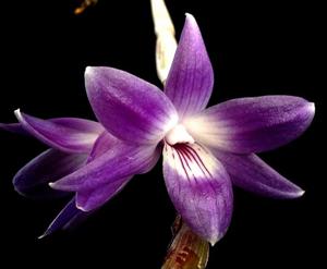 Dendrobium victoriae-reginae