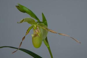 Phragmipedium longifolium