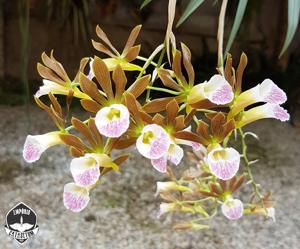 Galeandra magnicolumna