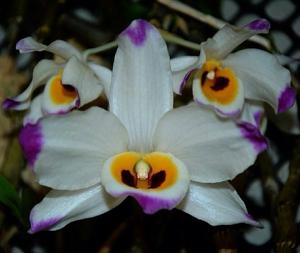 Dendrobium wardianum