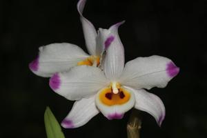 Dendrobium wardianum