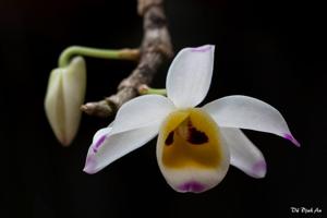 Dendrobium wardianum