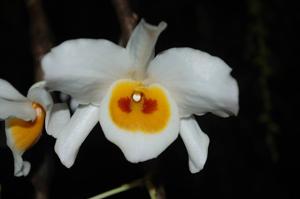 Dendrobium wardianum