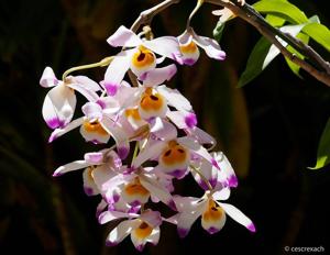 Dendrobium wardianum