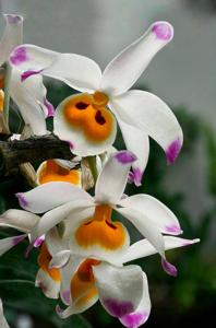 Dendrobium wardianum