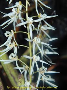 Dendrobium wassellii