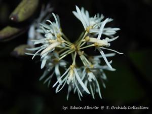 Dendrobium wassellii