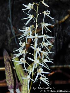 Dendrobium wassellii