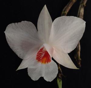 Dendrobium wattii