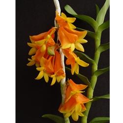 Dendrobium wentianum