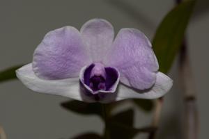 Dendrobium williamsianum