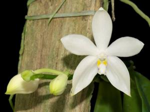 Phalaenopsis tetraspis