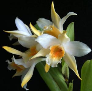 Dendrobium williamsonii