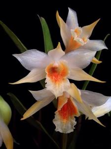 Dendrobium williamsonii