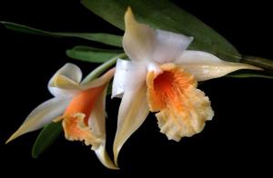 Dendrobium williamsonii