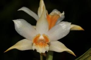 Dendrobium williamsonii