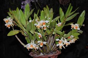 Dendrobium williamsonii