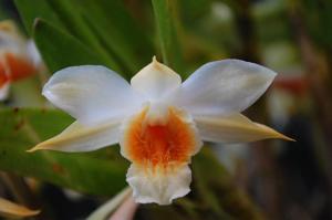 Dendrobium williamsonii