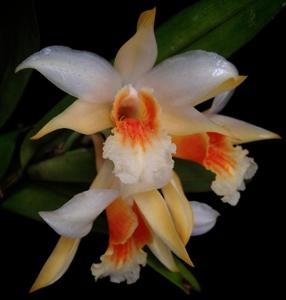 Dendrobium williamsonii