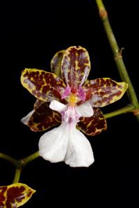 Oncidium leucochilum