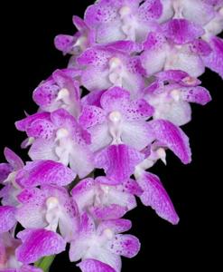 Aerides rosea